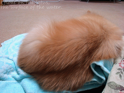 b0075318_20574627.gif