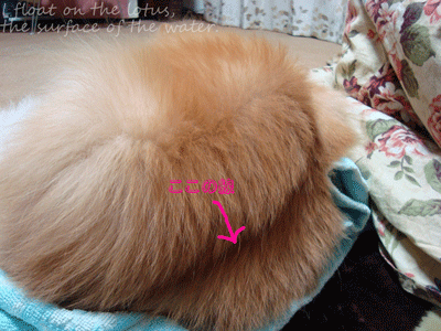 b0075318_2058274.gif
