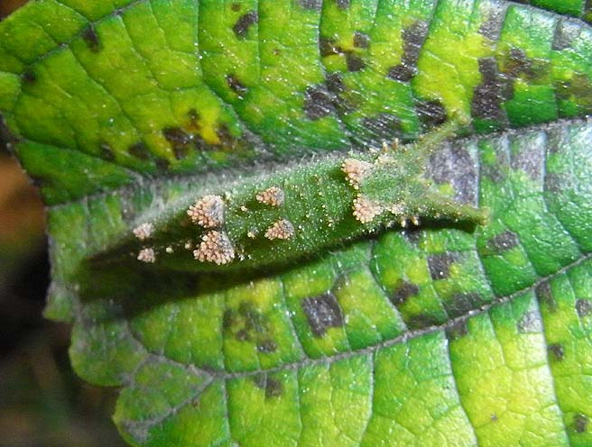 d0146854_20573080.jpg
