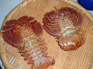 e0004756_2050366.jpg