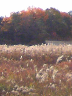f0061067_20202642.jpg