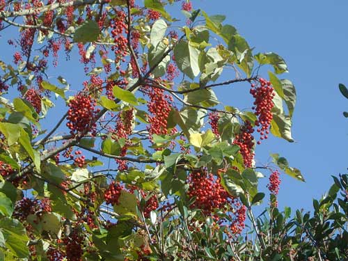 e0097770_2318945.jpg