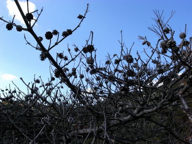 e0129083_19591820.jpg