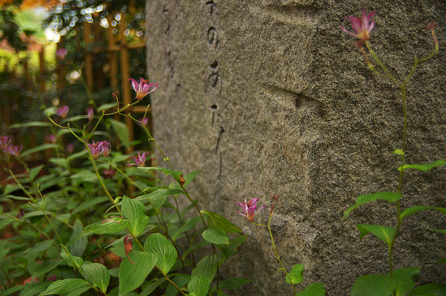d0146295_793561.jpg