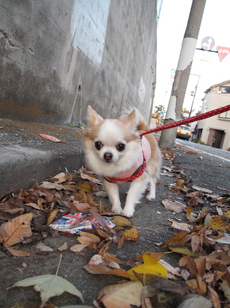 a0079803_22331220.jpg