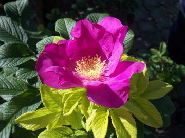 f0045433_23591750.jpg
