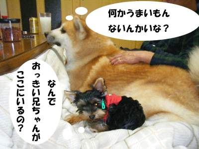 f0008935_16123939.gif