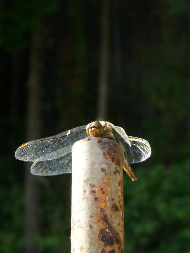 c0032138_22474660.jpg