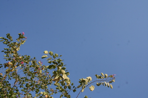 e0018143_4152627.jpg