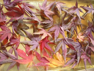 a0068350_5583435.jpg