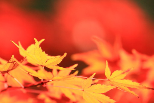 c0148777_21122257.jpg