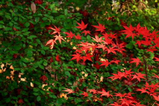 c0148777_21124345.jpg
