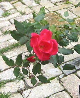 f0055192_1255941.jpg