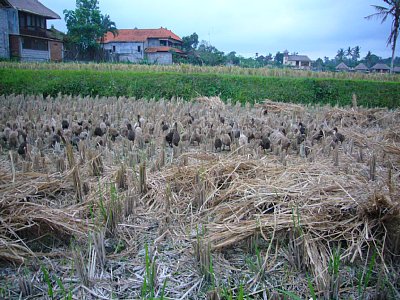 a0036499_09324.jpg