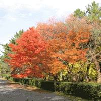d0033734_10424476.gif