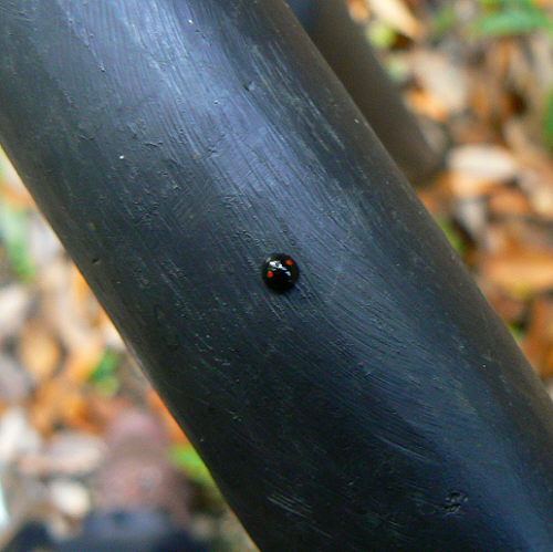 d0091754_1345986.jpg