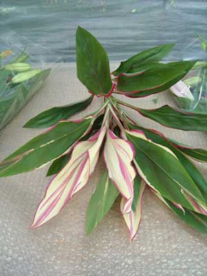 e0097770_22531242.jpg