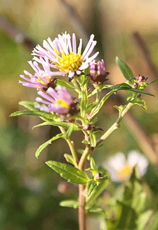 c0167576_874462.gif
