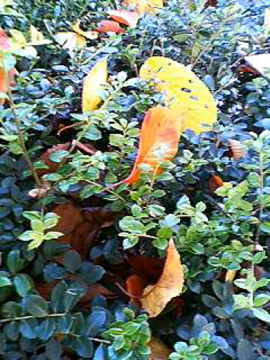 f0054677_9244980.jpg