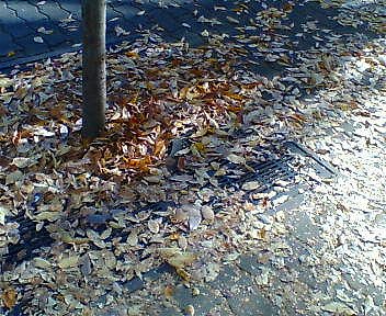 c0160387_7291917.jpg