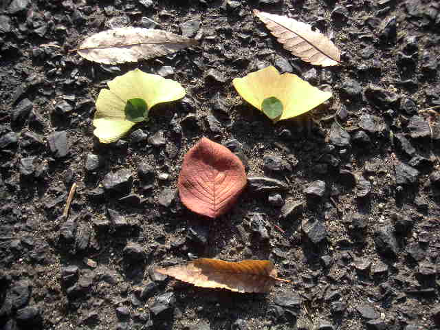 c0173896_0265776.jpg