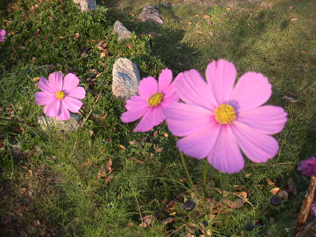 c0173896_031512.jpg