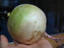 e0049598_201543.jpg