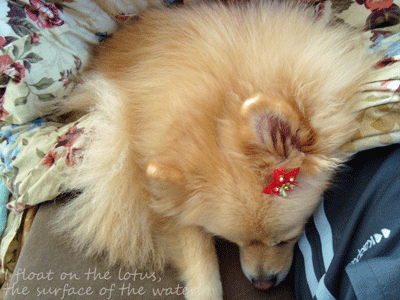 b0075318_1731349.gif