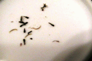 a0097823_22455639.gif