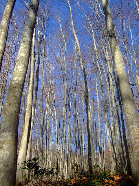 e0006242_1055324.jpg