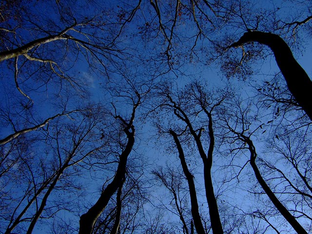e0006242_1055962.jpg