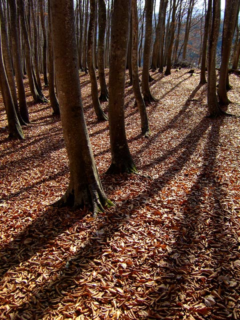 e0006242_1141158.jpg