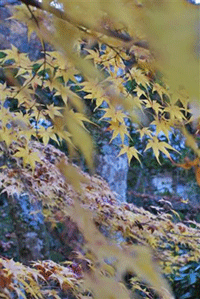 c0167576_7483725.gif