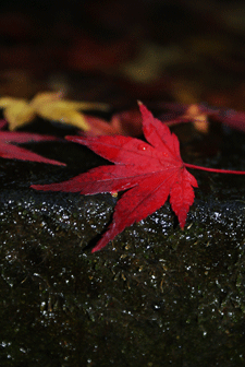c0167576_7484935.gif