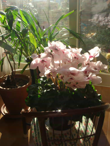 b0052394_20443288.jpg