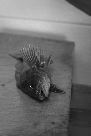 c0084097_14133835.jpg