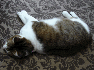 c0136736_11224551.gif