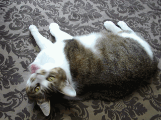 c0136736_1123227.gif