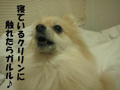 c0179136_2357397.jpg
