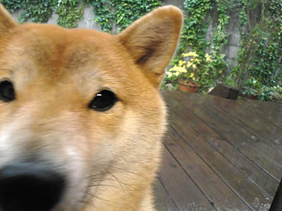 c0181543_2052990.jpg