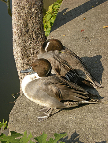 a0001354_21274150.jpg