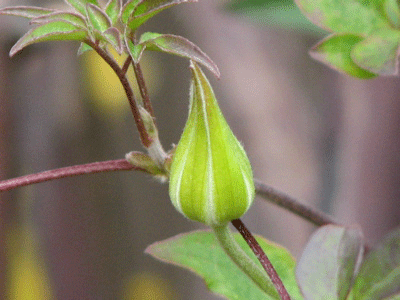 d0050472_2224197.gif