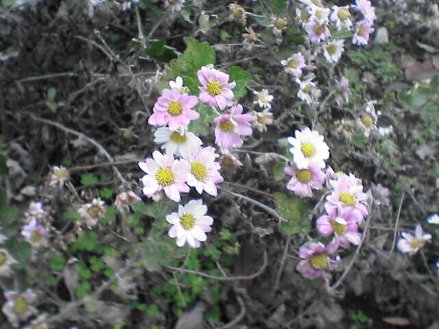 c0069380_12161615.jpg