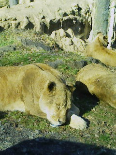 c0166293_17435120.jpg