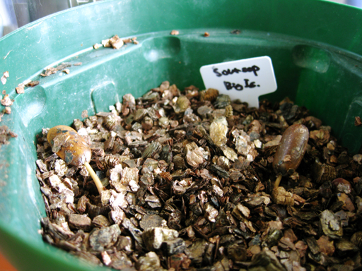 トゲバンレイシの発芽, germination of soursop