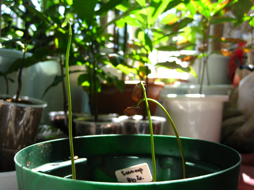 トゲバンレイシの発芽, germination of soursop