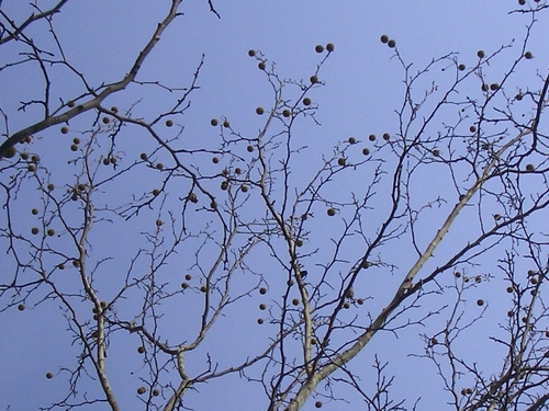 d0069498_16371942.jpg