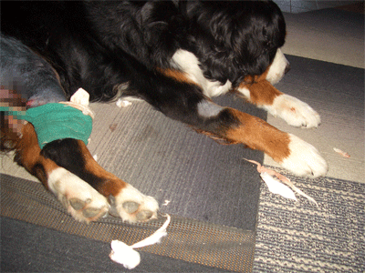 c0143711_1112288.gif