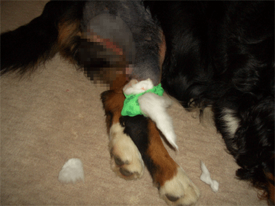 c0143711_11185380.gif