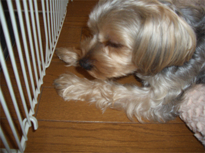 c0143711_11281799.gif